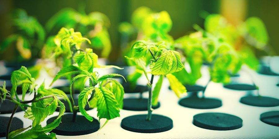 Anbau Von Cannabis In Hydrokultur Zamnesia